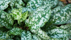 Jak uprawiać miodunkę w ogrodzie? Odporna alternatywa dla funkii