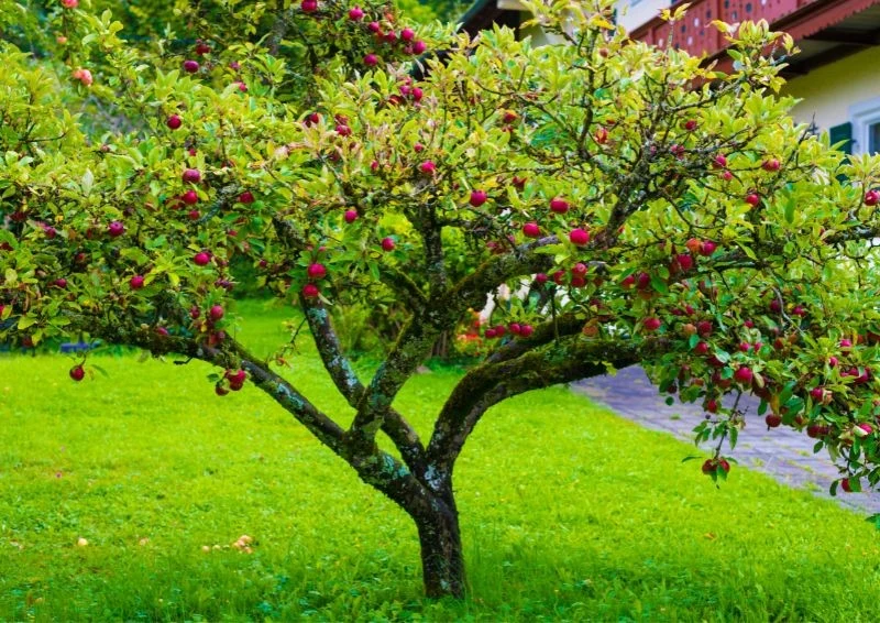 Sadząc drzewka owocowe, pamiętaj, żeby szyjka korzeniowa była nad ziemią