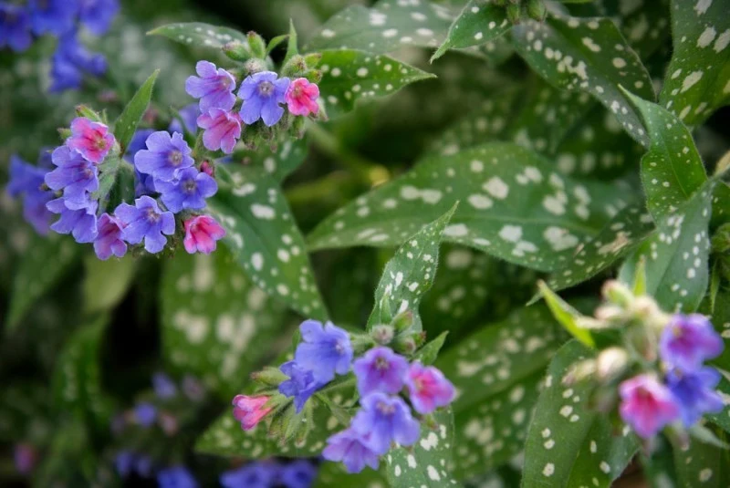 Kwiaty miodunki zmieniają kolor w początkowej fazie kwitnienia.