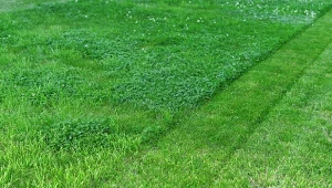 Mikrokoniczyna tworzy gęstą, jednolitą murawę, która dobrze znosi suszę i nie tylko.