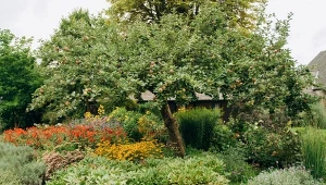 Sadzenie roślin pod drzewami sprawia m.in., że gleba jest chroniona przed wysuszeniem.