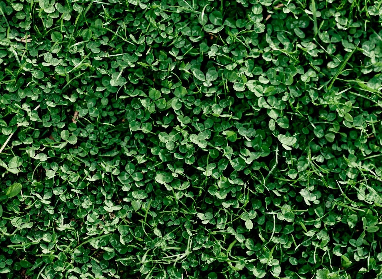 Mikrokoniczyna wymaga dodatkowego podlewania jedynie po siewie.