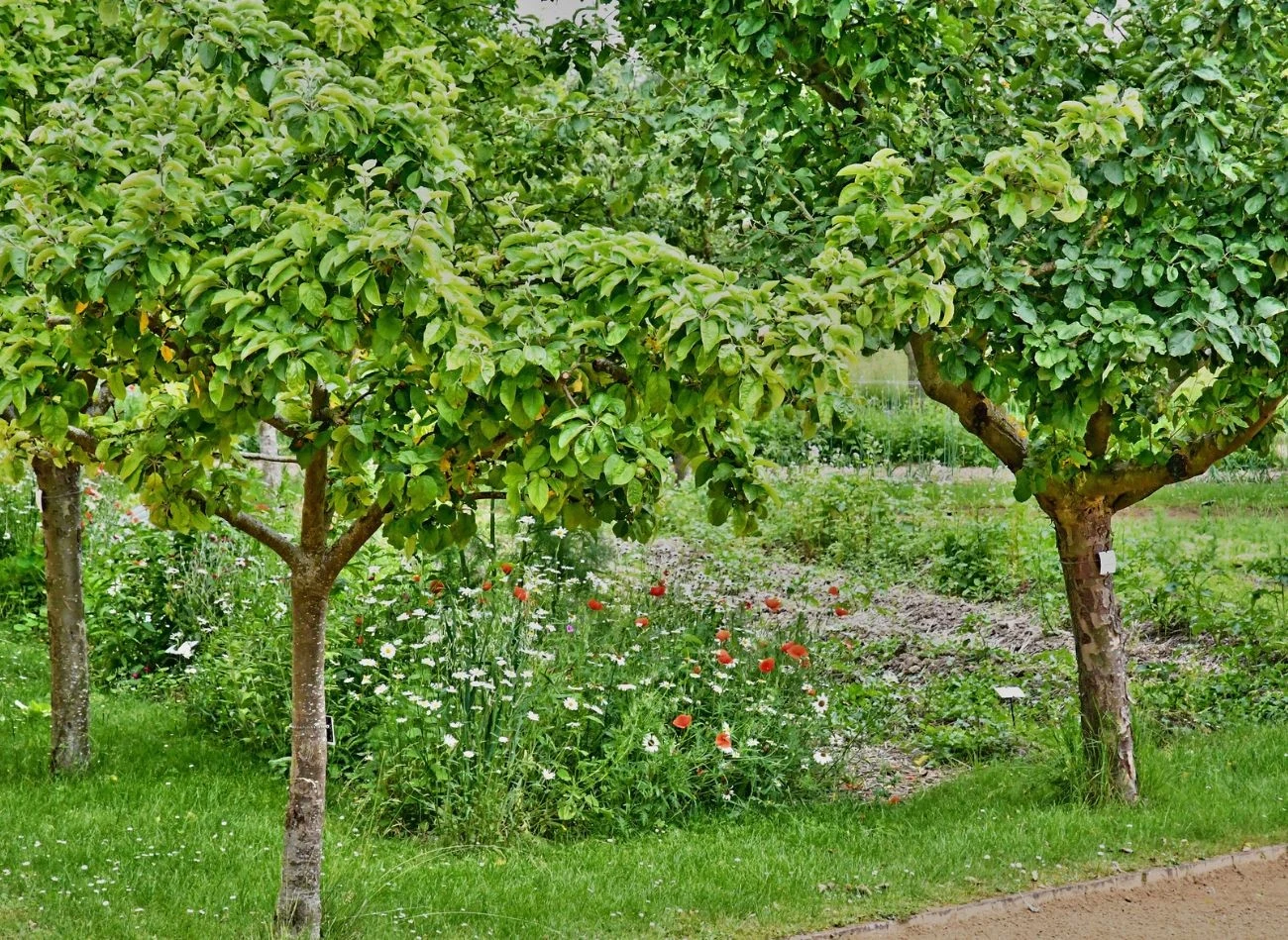 Dlaczego nasadzenie pod drzewami są ważne?