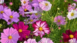 Twoje kosmosy słabo kwitną? Zadbaj o jedną rzecz, będą zdobić ogród do jesieni