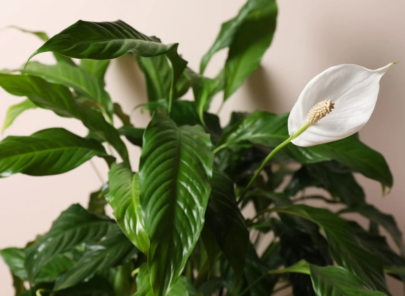 Skrzydłokwiat jest ceniony za duże błyszczące liście i efektowne kwiatostany o nietypowym kształcie