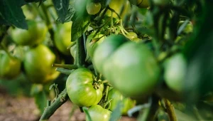 Co zrobić, gdy gałązki pomidora uginają się i łamią? Jest szansa na uratowanie krzaczka?