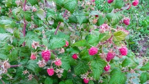 Co zrobić w sierpniu, żeby jesienią zebrać dużo malin? Najważniejsze zabiegi pielęgnacyjne