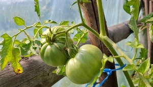 Młode owoce pomidorów są narażone na choroby np. suchą zgniliznę wierzchołka./Deccoria.pl