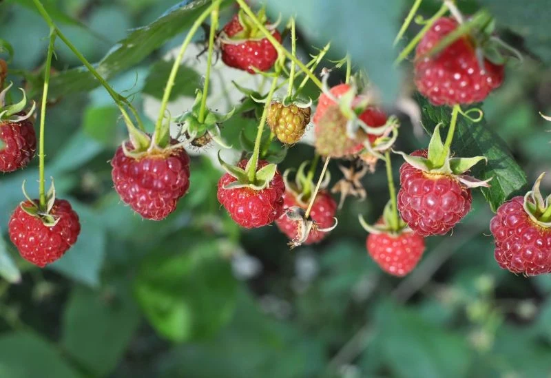 W sierpniu warto pamiętać o kilku zabiegach, dzięki którym maliny jesienne obficie zaowocują