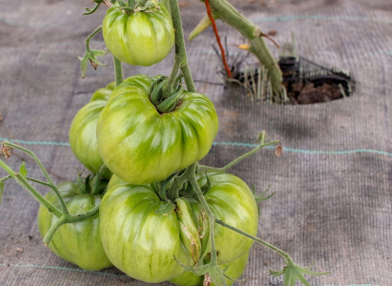 Często ciężar pomidora powoduje, że jego łodygi się łamią.