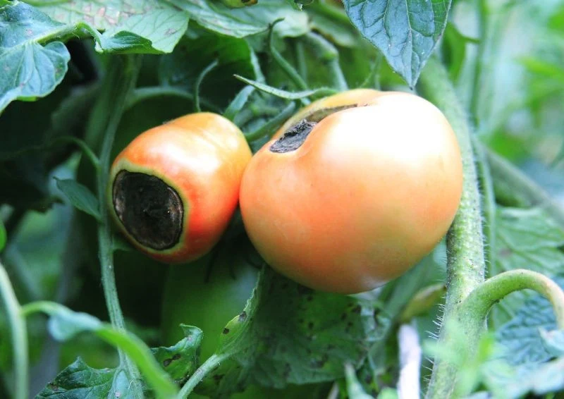 Głównym objawem suchej zgnilizny wierzchołkowej pomidora jest ciemna plama u dołu owocu