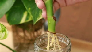 Ukorzeniacz pomaga przetrwać sadzonkom, które po odcięciu od macierzystej rośliny muszą samodzielnie rozwinąć system korzeniowy.