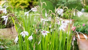 Mieczyk abisyński długo kwitnie i roztacza w ogrodzie cudowny zapach.