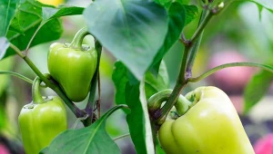 Papryka jest bardzo wrażliwa na warunki uprawy.