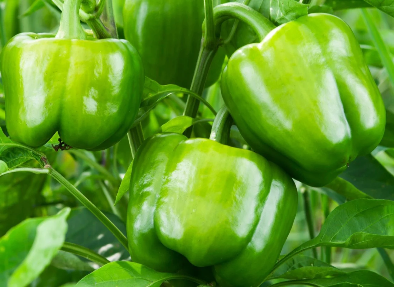 Wybierając paprykę do ogrodu, warto sprawdzić szacowaną wielkość owoców danej odmiany