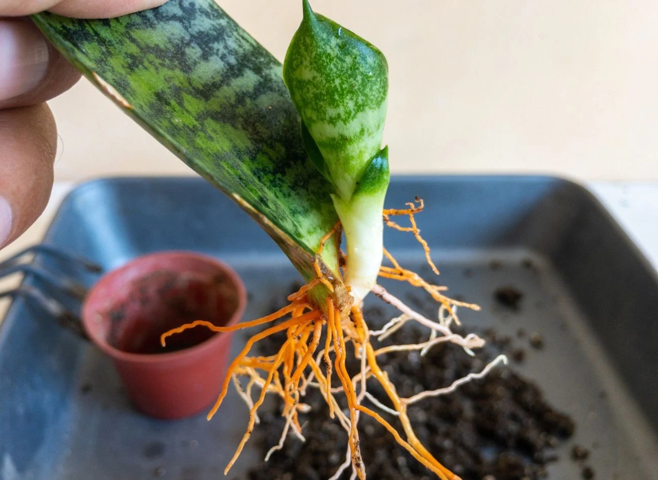 Naturalne ukorzeniacze pomogą w rozmnażaniu roślin doniczkowych.