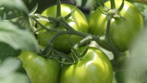 Nawóz z resztek owoców to witaminowy zastrzyk dla warzyw, m.in. pomidorów.