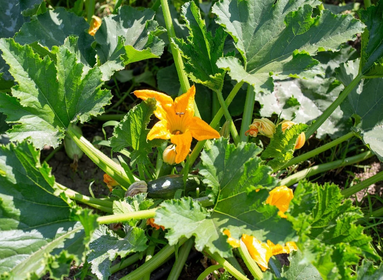 Owocowy nawóz warto stosować do podlewania cukinii.