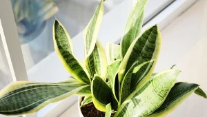 Sansewieria jest bardzo wytrzymałą rośliną, jakie warunki przeszkadzają jej we wzroście?