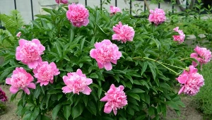 Jakich nawozów potrzebują piwonie po przekwitnięciu?