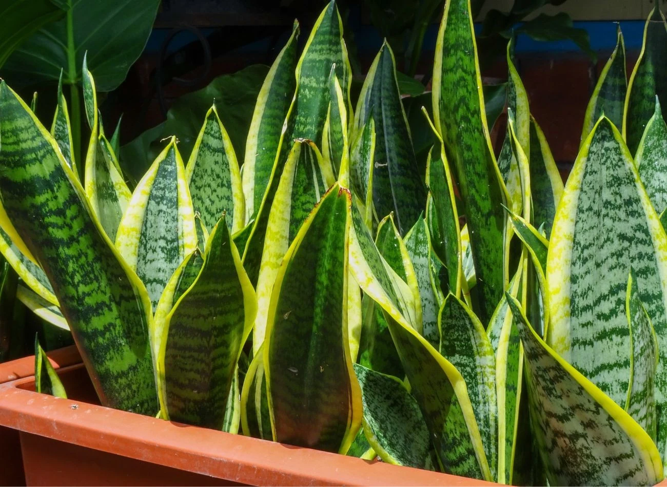 Ząbek czosnku w doniczce sansewierii skutecznie odstraszy szkodniki glebowe, przyczyniając się do poprawy jej wzrostu