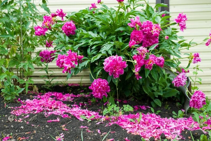 Odpowiednie nawozy zadbają o zdrowie piwonii i jej obfite kwitnienie