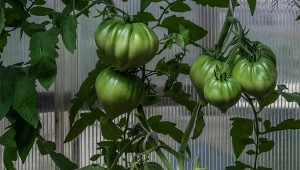 Odpowiednio ściółkowane pomidory rosną zdrowo i dobrze plonują.