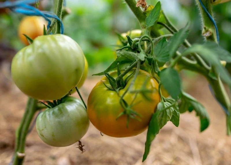 Ściółkowanie pomidorów to jedno z najprostszych, a zarazem najskuteczniejszych rozwiązań w ogrodzie.