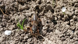 Stwórz prostą pułapkę na turkucia podjadka, by nie niszczył twoich upraw. Fot. delobol, Canva Pro
