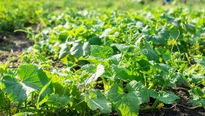 Na słaby wzrost ogórków może wpływać wiele czynników. Na co zwrócić uwagę?