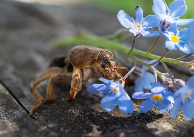 Turkucie bywają pomocne w ogrodzie, ale ich larwy żywią się korzeniami roślin