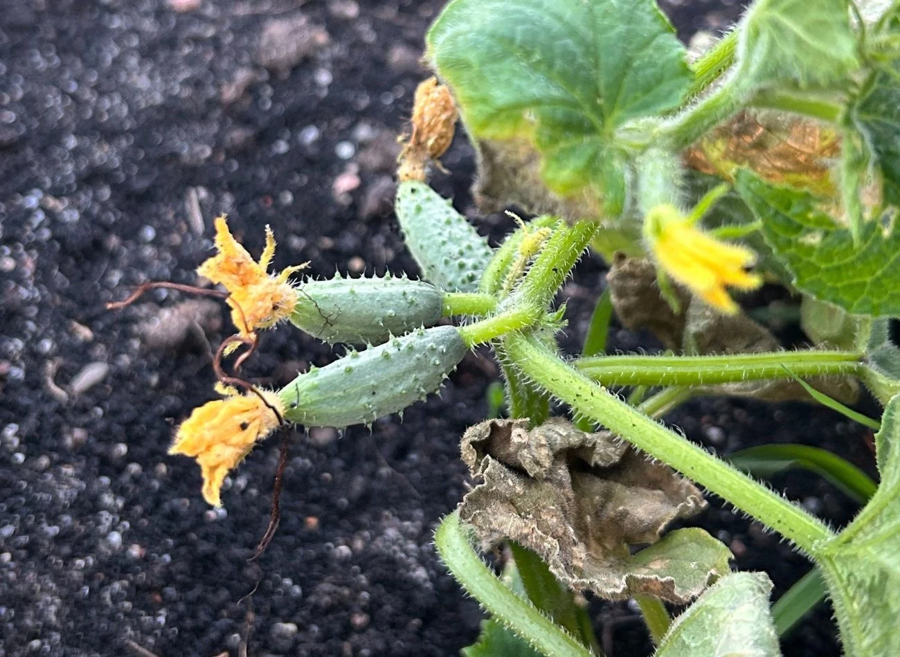 Przez cały sezon wegetacyjny należy monitorować ogórki pod kątem oznak chorób, szkodników i niedoborów oraz szybko reagować na nie