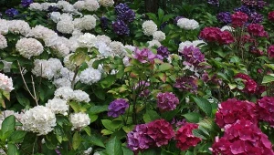 Jak rozpoznać, że hortensja potrzebuje nawożenia?