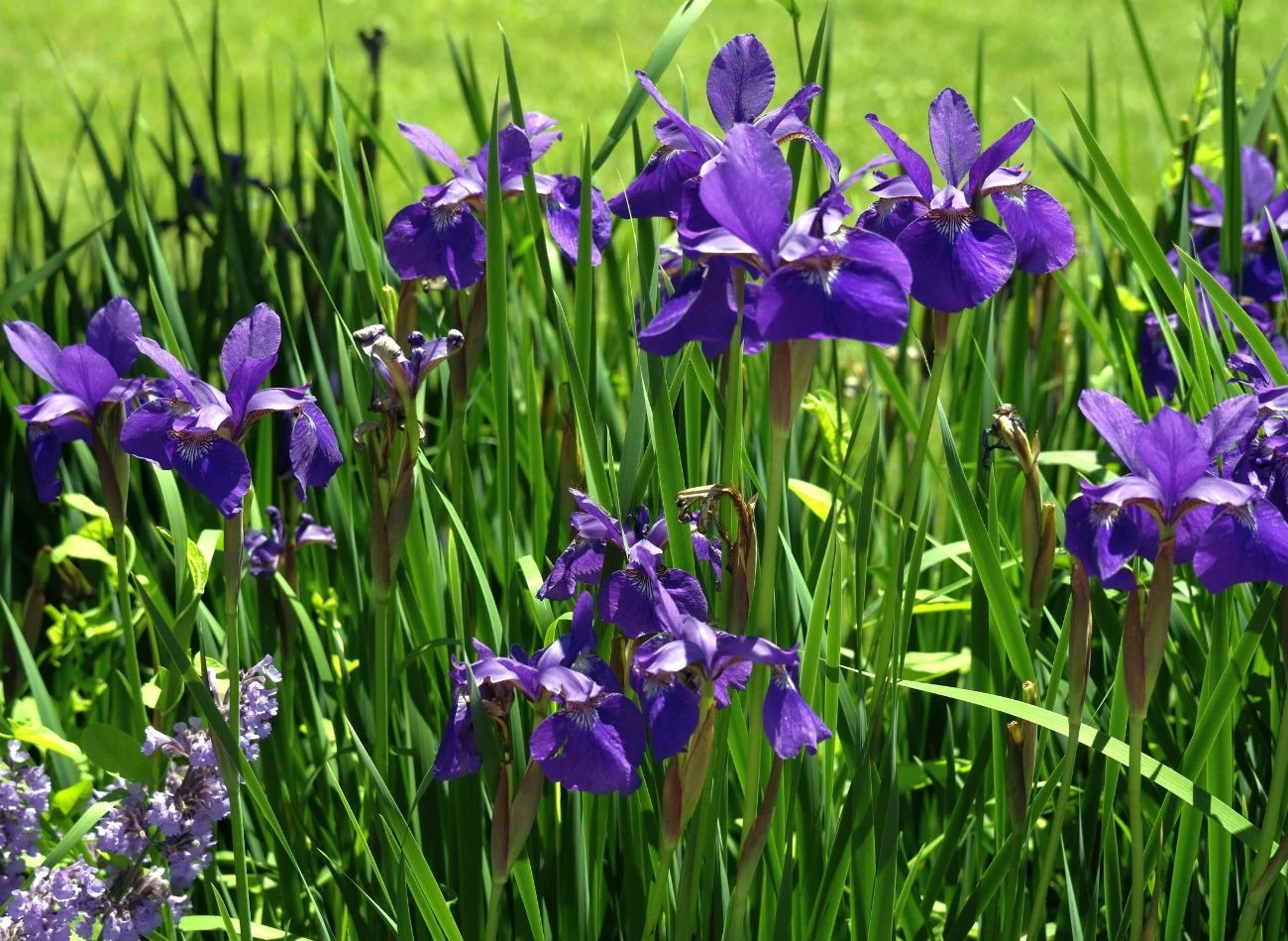 Kosaćce można dzielić przez cały sierpień.