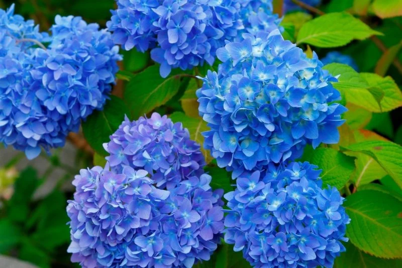 Kwiaty hortensji ogrodowej są niebieskie, gdy ziemia jest kwaśna