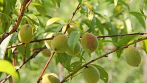 Dlaczego dobre sąsiedztwo dla brzoskwini jest ważne?