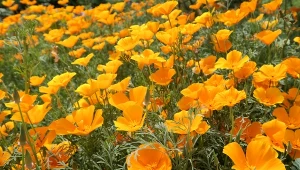 Możesz wysiewać przez większą część roku. Uprawa maczka kalifornijskiego