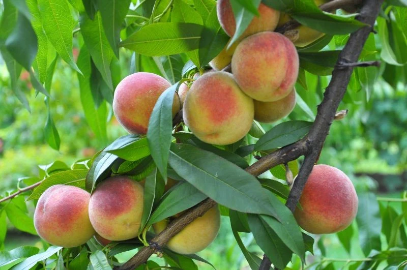 Niektóre rośliny mają na brzoskwinie dobry wpływ i powinny rosnąć blisko niej