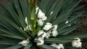 Jak rozmnożyć jukę ogrodową krok po kroku? Warto to zrobić, gdy zakończy kwitnienie.