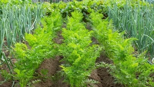 Szkodniki i choroby w sierpniowym ogrodzie. Dobrze dbaj o uprawy, bo potrafią je szybko zniszczyć