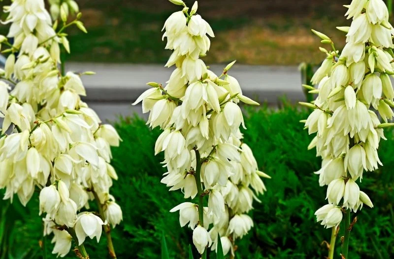 Z wieloletniej, rozrośniętej juki ogrodowej możemy pozyskać nawet 8-10 sadzonek