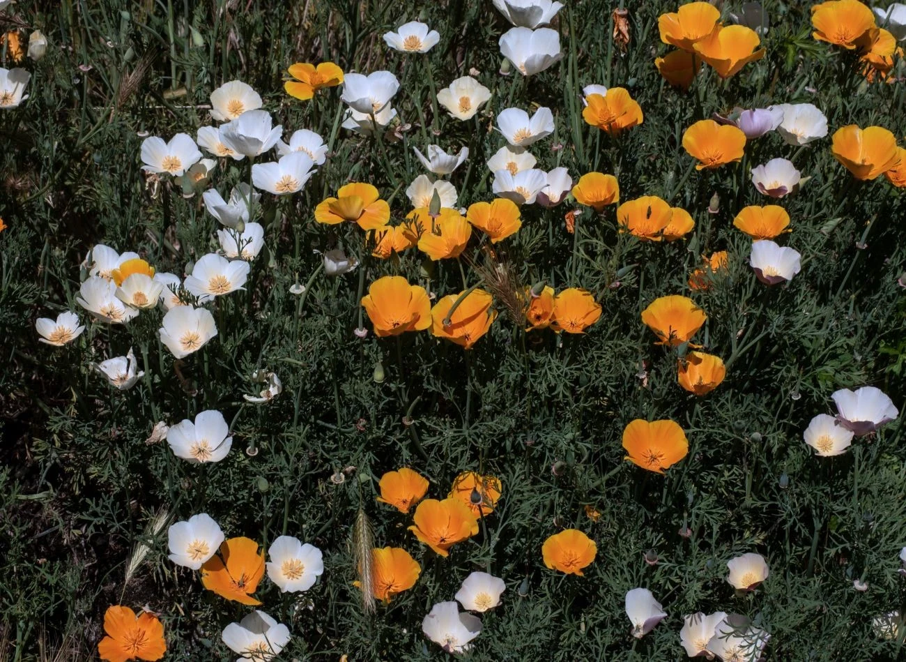 Maczek kalifornijski wysiany we wrześniu, zakwitnie wczesna wiosną.