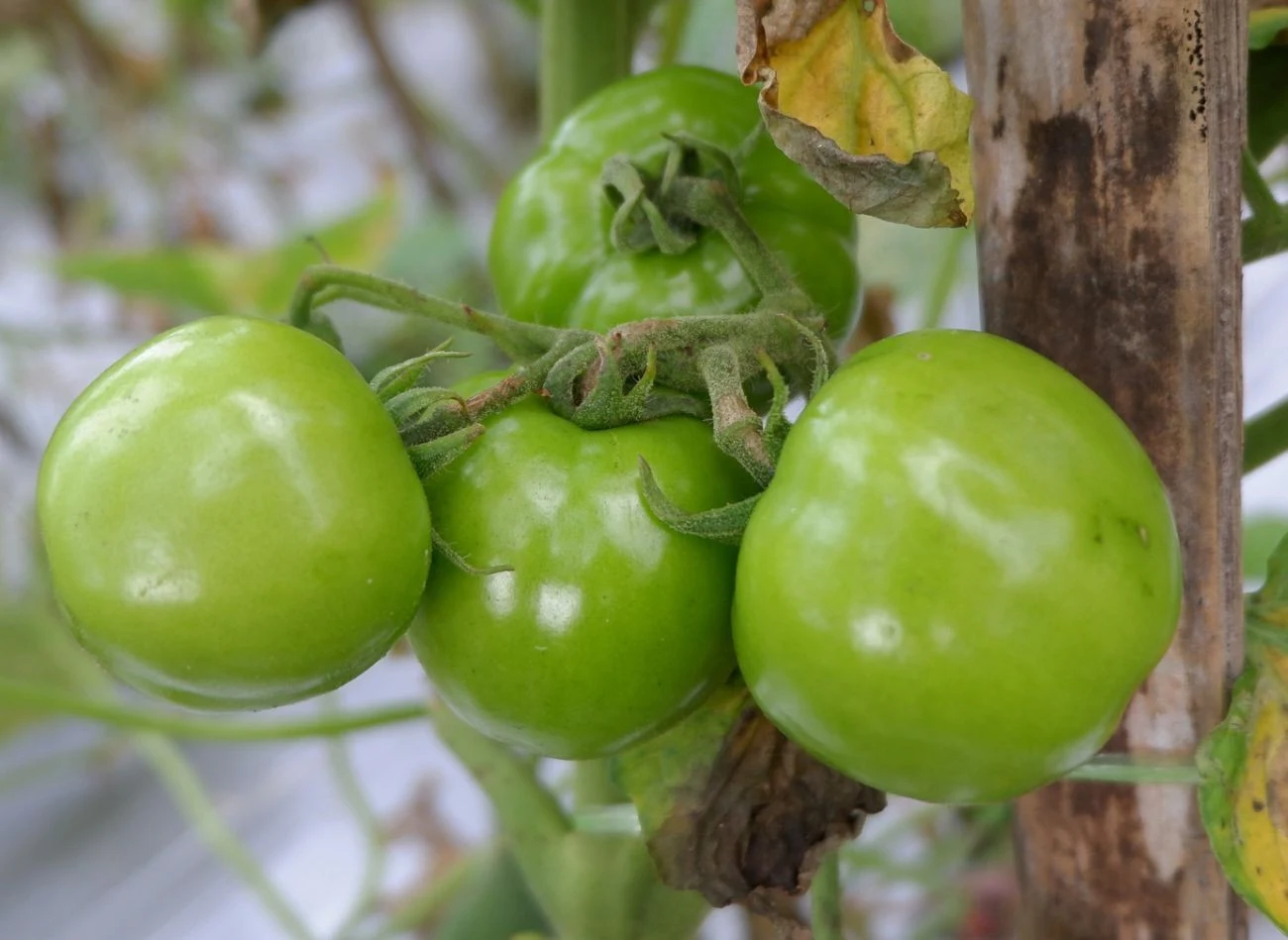W sierpniu pomidorom zagraża m