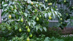 Owoce sąsiada znajdują się na twojej posesji? Prawo jednoznacznie wskazuje, co możesz z nimi zrobić.