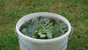 Specjaliści zbadali gnojówkę z pokrzyw. Dla tych roślin jest najlepsza