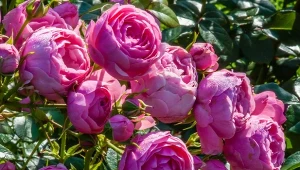 Kwiaty odmiany róży 'Pomponella' przypominają piwonie, ale zdecydowanie dłużej utrzymują się na krzewie.