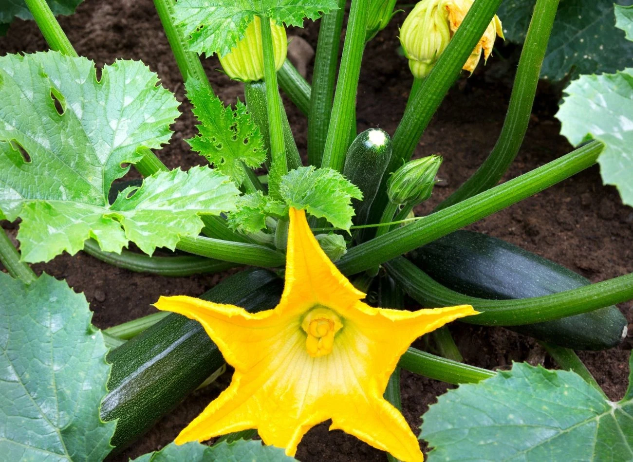 Gnojówka a pokrzywy nadaje się do odżywiania wszystkich roślin dyniowatych, w tym cukinii.