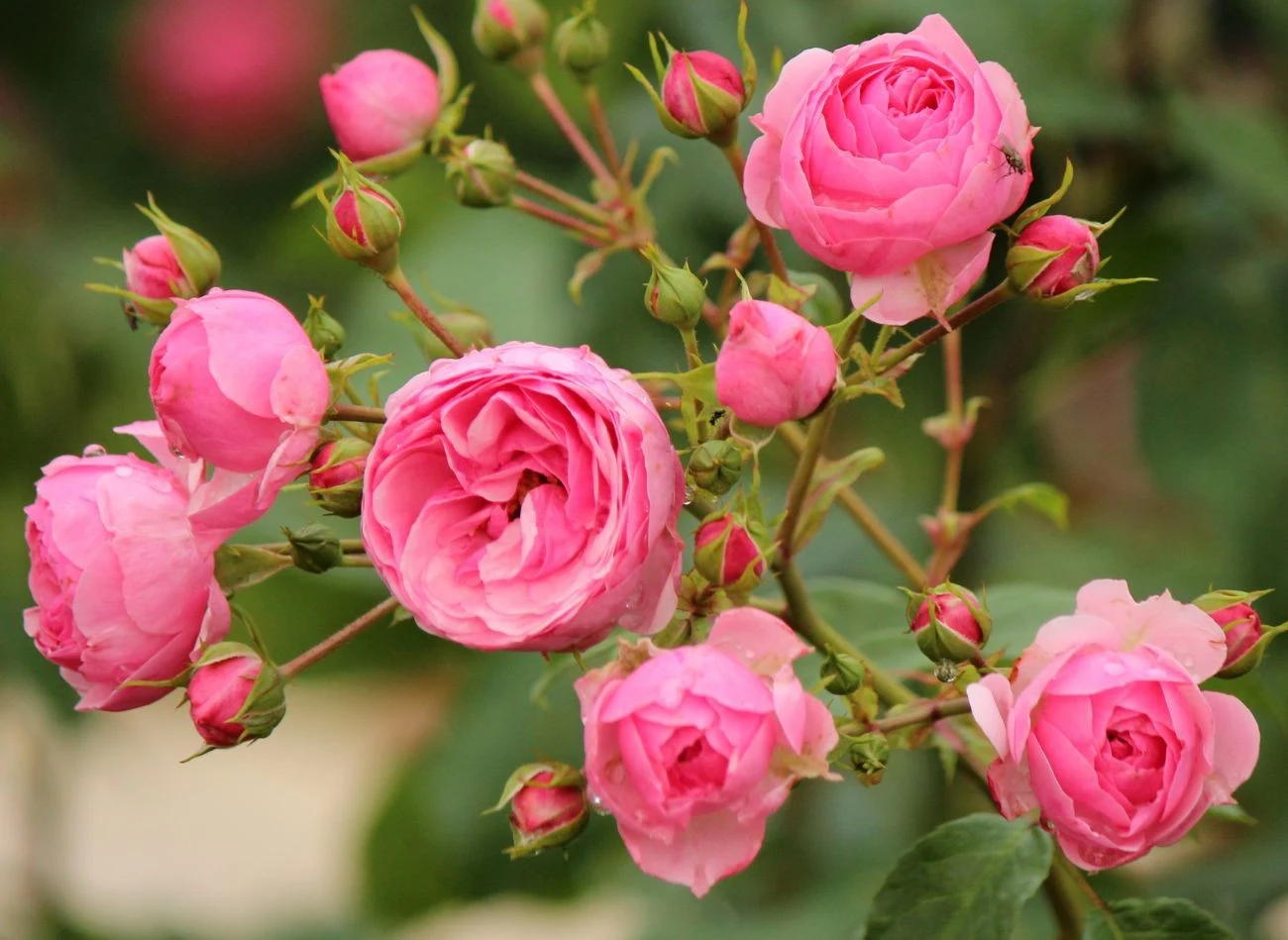 Odmiana 'Pomponella' ma pełne kwiaty o kulistym, pomponiastym kształcie i różowych płatkach