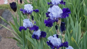 Jak i kiedy powinno się rozmnażać irysy?