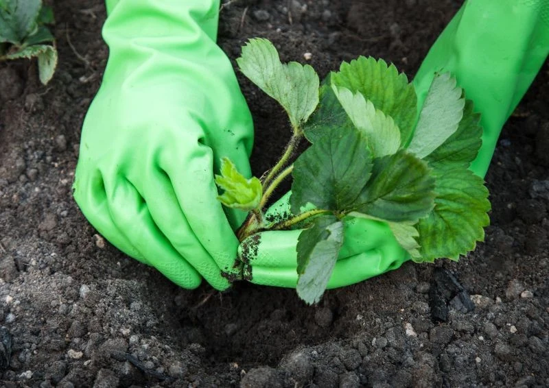 Początek sierpnia to idealny termin na sadzenie truskawek